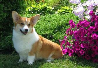 Pembroke Welsh Corgi Puppies Rescue Pictures Information