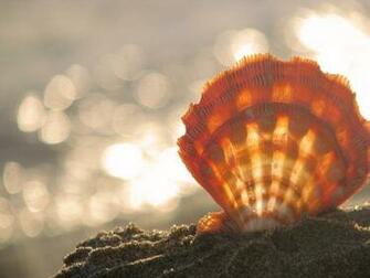 And Sea Shells Wallpaper Art Prints Posters Desktop
