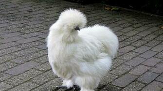 Wallpaper Silkie Chicken Feathers Ultrawide