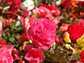 Flowers Planets Carnation Flower Wallpaper