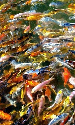 Bigger Koi HD Live Wallpaper For Android Screenshot