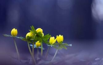 Wallpapereast Wallpaper Nature