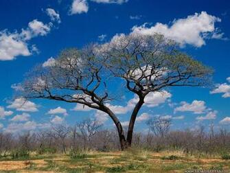 Desktop Wallpaper Natural Background Shakawe Botswana