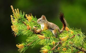 Most Beautiful Animals Wallpaper On