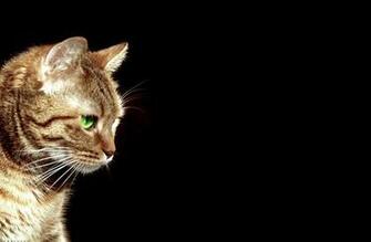 Black Minimalistic Cats Green Eyes Background