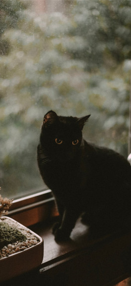 Black Cat iPhone X Wallpaper