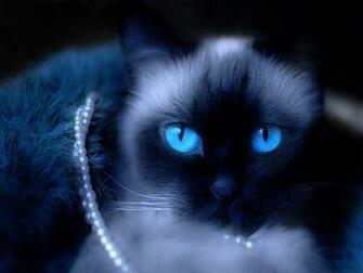 Bible Cat Wallpaper