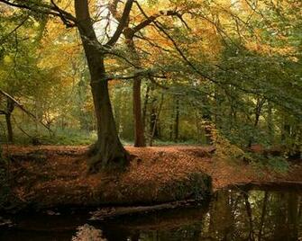 Autumn Forest Desktop Pc And Mac Wallpaper