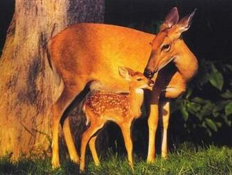 Funny Deer Wallpaper Widescreen Animal