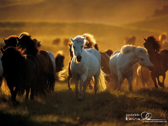 Horses Wallpaper