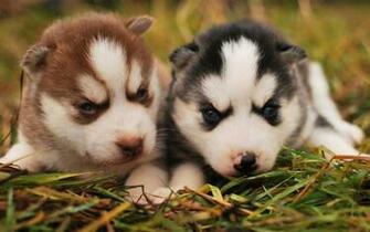 Dogs And Puppies Funny World Puppy Cute
