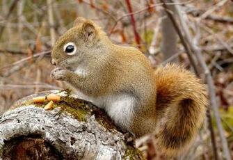Cute Squirrel Wallpaper HD