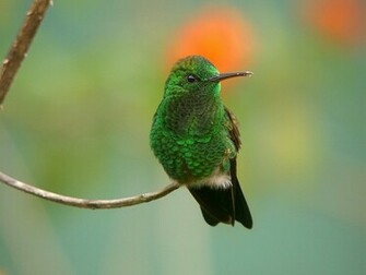 Unique Animals S Hummingbirds Pictures Wallpaper