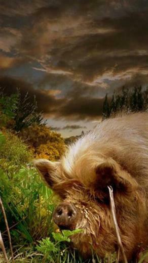Furry Pig Animal iPhone Wallpaper S 3g