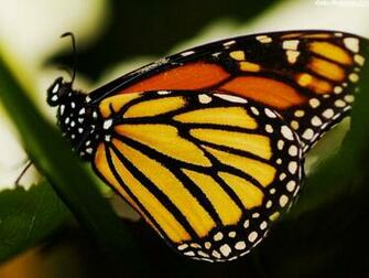 Tortoise Shell Butterfly Insects Wallpaper Image Featuring