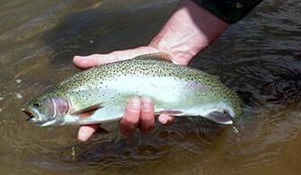 Rainbow Trout2