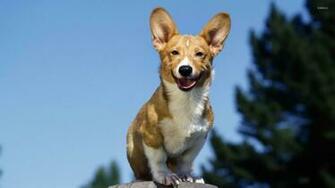 Jack Russell Terrier Wallpaper Animal