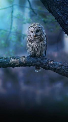 Owl Wallpaper iPhone Scary
