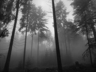 Forest Fog Desktop Pc And Mac Wallpaper