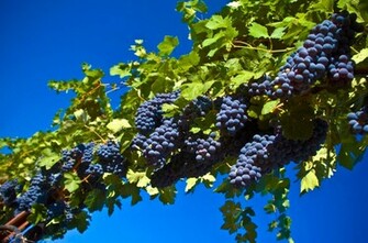 Wallpaper Box Grapes Harvest Fall HD