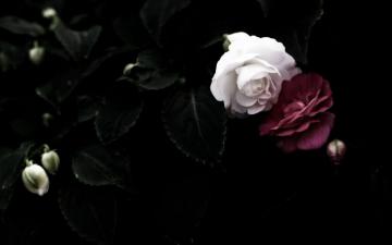 Black Rose Wallpaper For Your Desktop