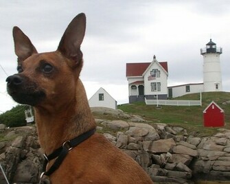 Miniature Pinscher Min Pin Wallpaper Pictures Breed Information