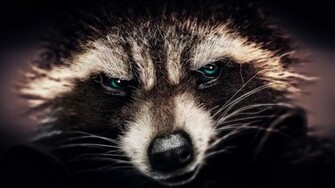 Rocket Raccoon Wallpaper By Biigm