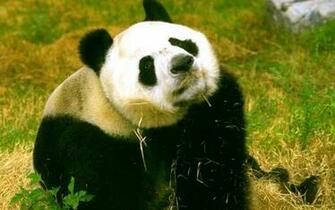 Source Url Smscs Photo Panda Html