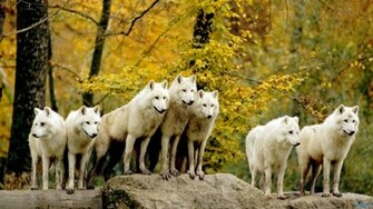 Description Wolf Pack Wallpaper