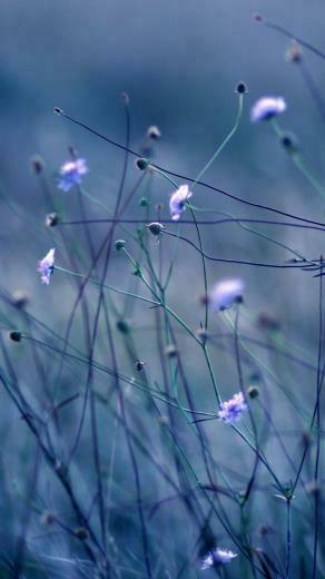 Flowers Stems iPhone 5s Wallpaper iPad