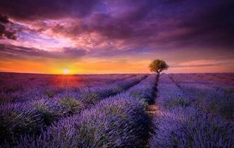 Wallpaper Field The Sun Sunset Flowers Tree France Lavender