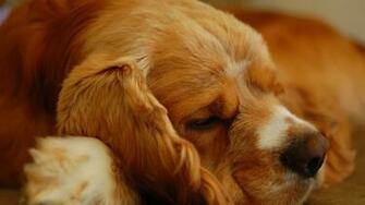 Cocker Spaniel Wallpaper High Resolution And Quality