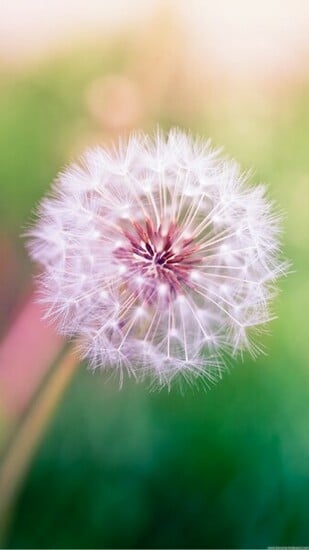 Dandelion Lock Screen Samsung Galaxy Note Wallpaper HD