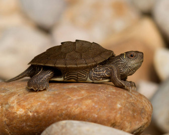 Cute Turtle Wallpaper