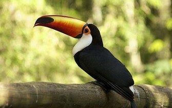 Toucan Bird Photo Wild Beauty Picture Green Nature Wallpaper