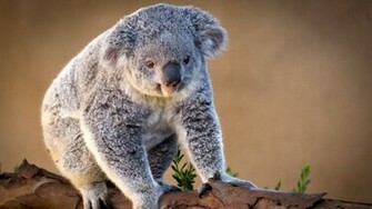 Koala Wallpaper