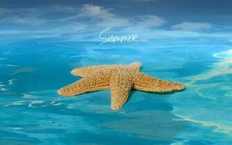 Starfish Wallpaper Photos Kate Net Created