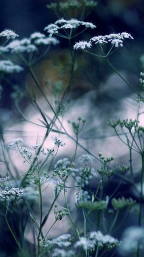 Summer Flowers Bokeh iPhone 5s Wallpaper