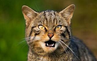 Cats Wallpaper HD