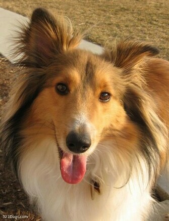 Shetland Sheepdog Sheltie Wallpaper Pictures Breed Information