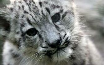 Snow Leopard HD Desktop Wallpaper