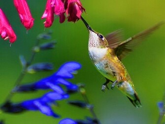 Hummingbird HD Wallpaper Pictures Image Background Photos