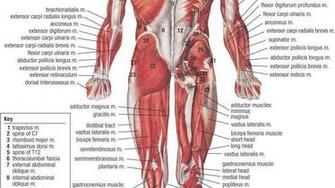 Anatomy Human Body Art Wallpaper Hq