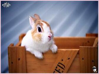 Baby Bunny Jpg
