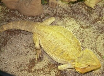 Bearded Dragons Wallpaper