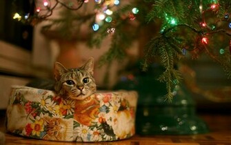 Christmas Kitten Wallpaper Grasscloth