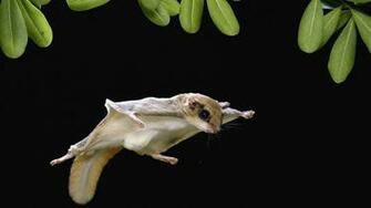 Animal Sugar Glider Flying Wallpaper Cool Pc