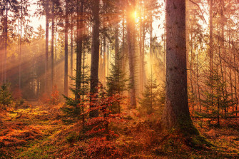 4k Autumn Wallpaper