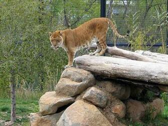 Liger Wallpaper And Background Animals Town