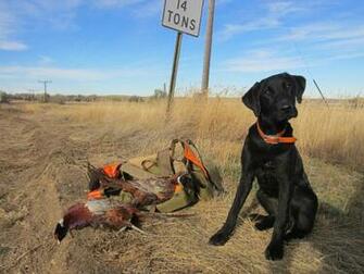 Birds On Forest Men Dog Hunting Baby Fields HD